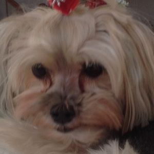 Meet your Posher, Todd